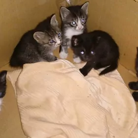 Котята