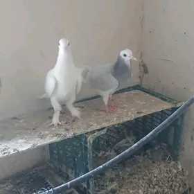 kepderi