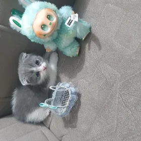 Шотландские котята