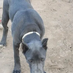 italyanskiy kanikorsa