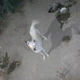 alabay akgus turkmen it