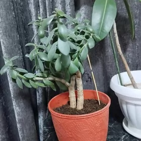 фикус,денежное дерево