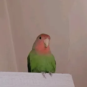 Love bird