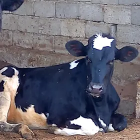 GARALA GALISDEYN  TUWE