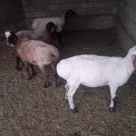 Goýun biçilen işşek