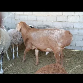 Kisar goc