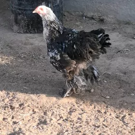 Brama horaz
