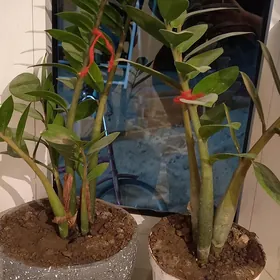 Satlyk rysgal gül(zamakulkas)