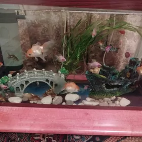 akvarium