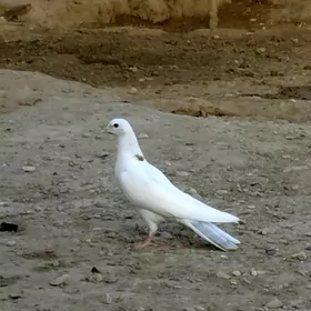 kepderi