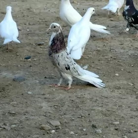 kepderi