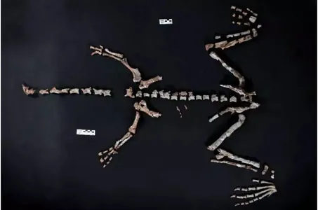 Argentinada dinozawrlaryň näbelli, gadymy görnüşleriniň biriniň galyndylary tapyldy