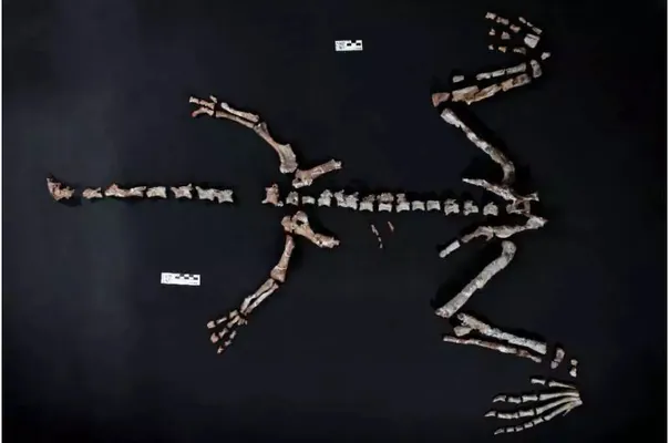 Argentinada dinozawrlaryň näbelli, gadymy görnüşleriniň biriniň galyndylary tapyldy