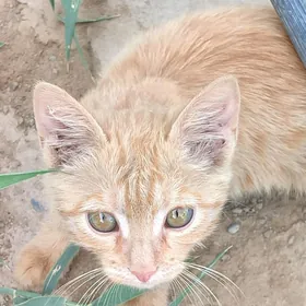 рыжая девочка котёнок