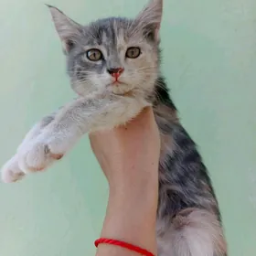 котёнок трёхцветка