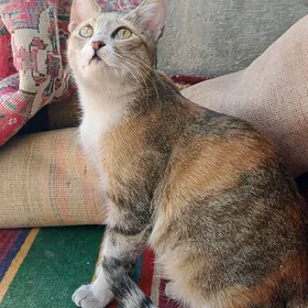 девочка стерилизованная