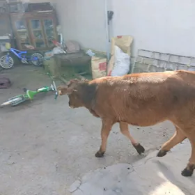 Tüwe