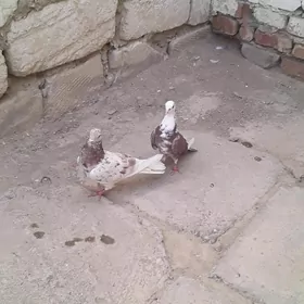 Kepderi