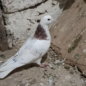 kepderi