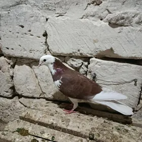 kepderi
