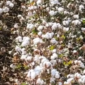 daÿhan pagta ÿigimji gerek.