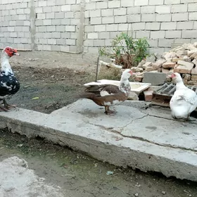 guşlar