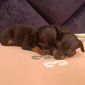 Пражский крысарик