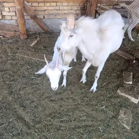 гечи
