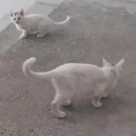 В добрые руки