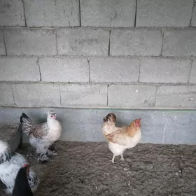 towuk brama towuk