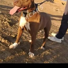 pitbul