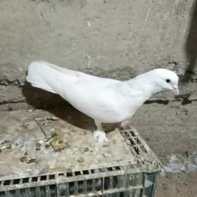 kepderi