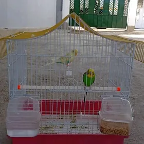 papugaý