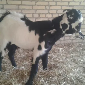 Пакистан овлак