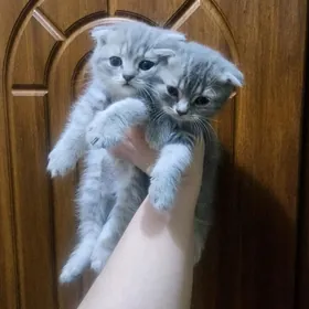 Шотландские котята