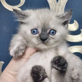 Шотландские котята