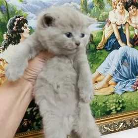 шотландский мальчик