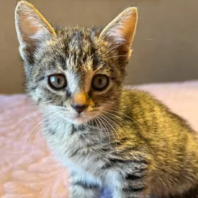 котёнок 1 мес