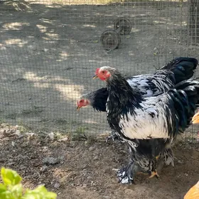 brama silver