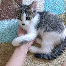 Котенок в добрые руки