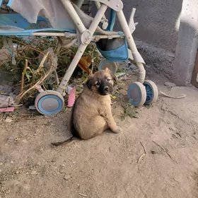 щенята в добрые руки