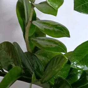 Замиаулькус