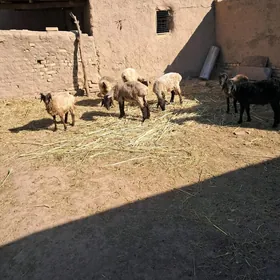 Toklylar goyunlar