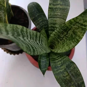 Сенсивьерия