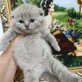 шотландские плюшевые котики