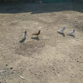 kepderi голуби