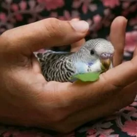 Popugay gus sowgatlyk setklar