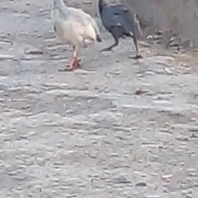 газ   индувдга  сахара