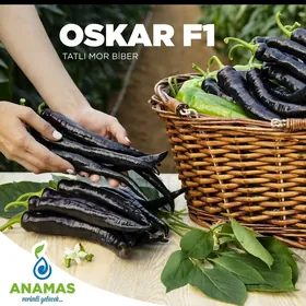 Ajy we süýji burç tohumlary