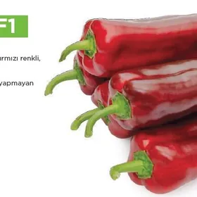 Gyzyl tomatlyk we Üçburun burç-bulgar tohumlary